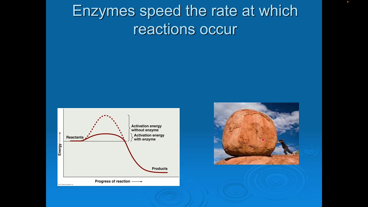 Organic Compounds #2 of 2 Protein Function, Enzymes, and Nucleic Acids