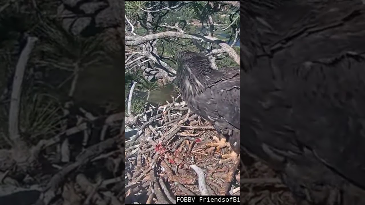 Gizmo little feisty to Sunny  | 6.19.25 #eagle #wildlife #birds #baldeagle #eaglets #shorts