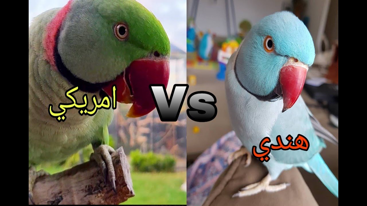 مقارنة بين الدرة الهندي و الدرة الامريكي