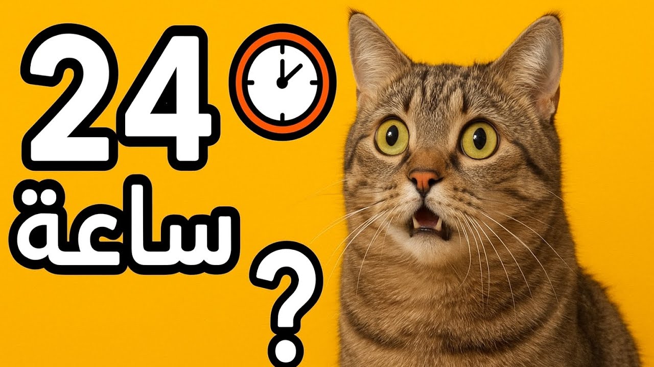 فهم سلوكيات القطط - لماذا تفعل القطط ما تفعله