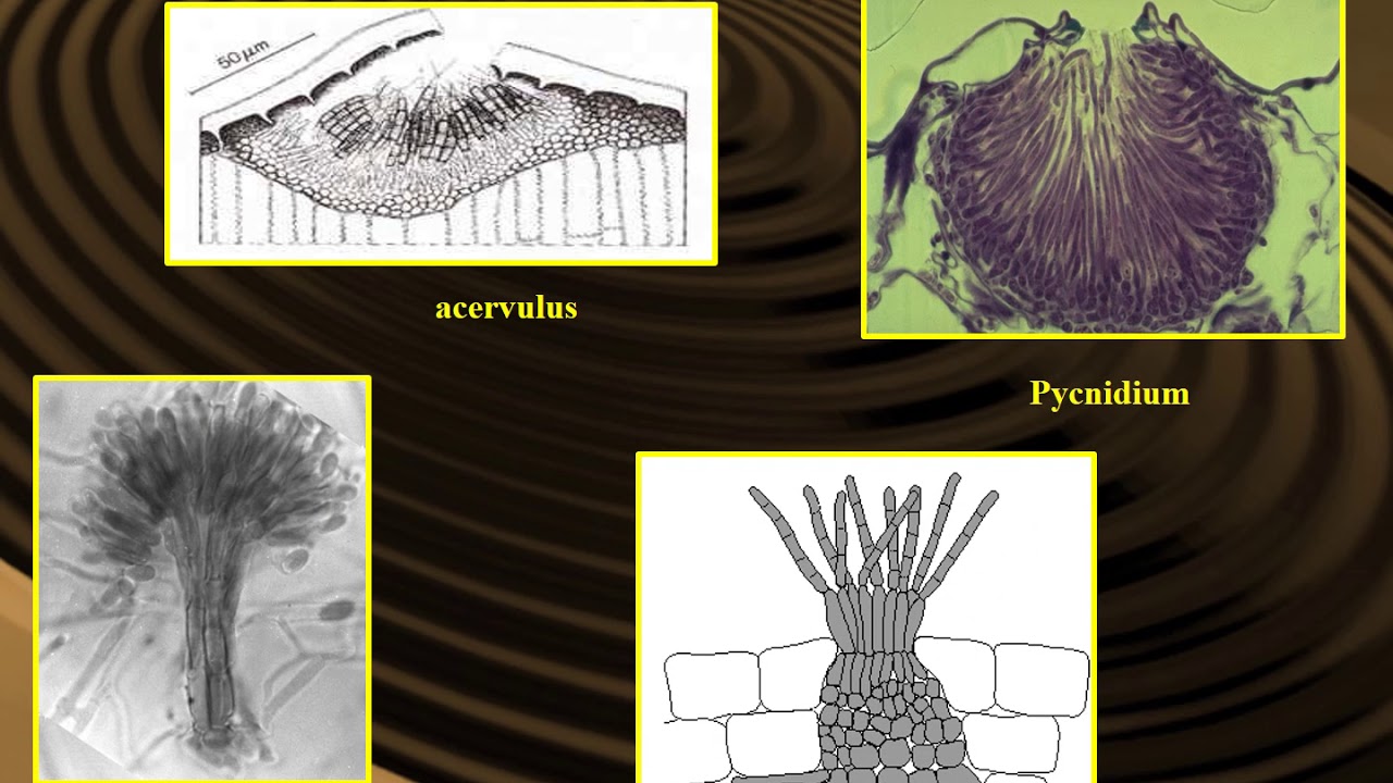 Ascomycetes 1