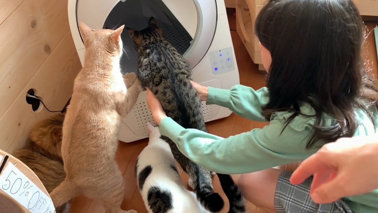 自動猫トイレが気になりすぎる猫