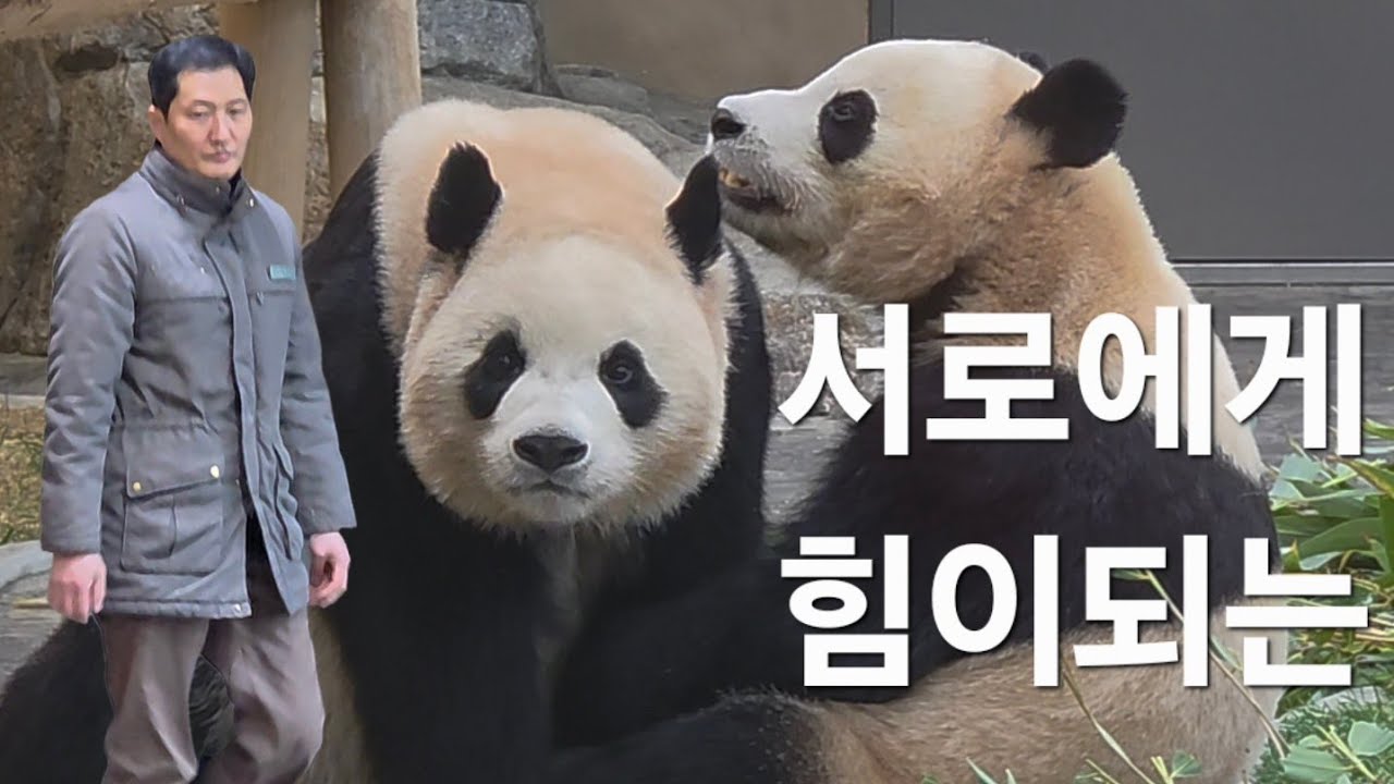 후이 죠아 루이 죠아 #루이바오 #후이바오 #ruibao #huibao #세컨하우스 #송바오