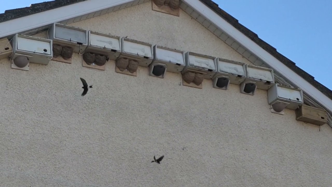 house martins 2022