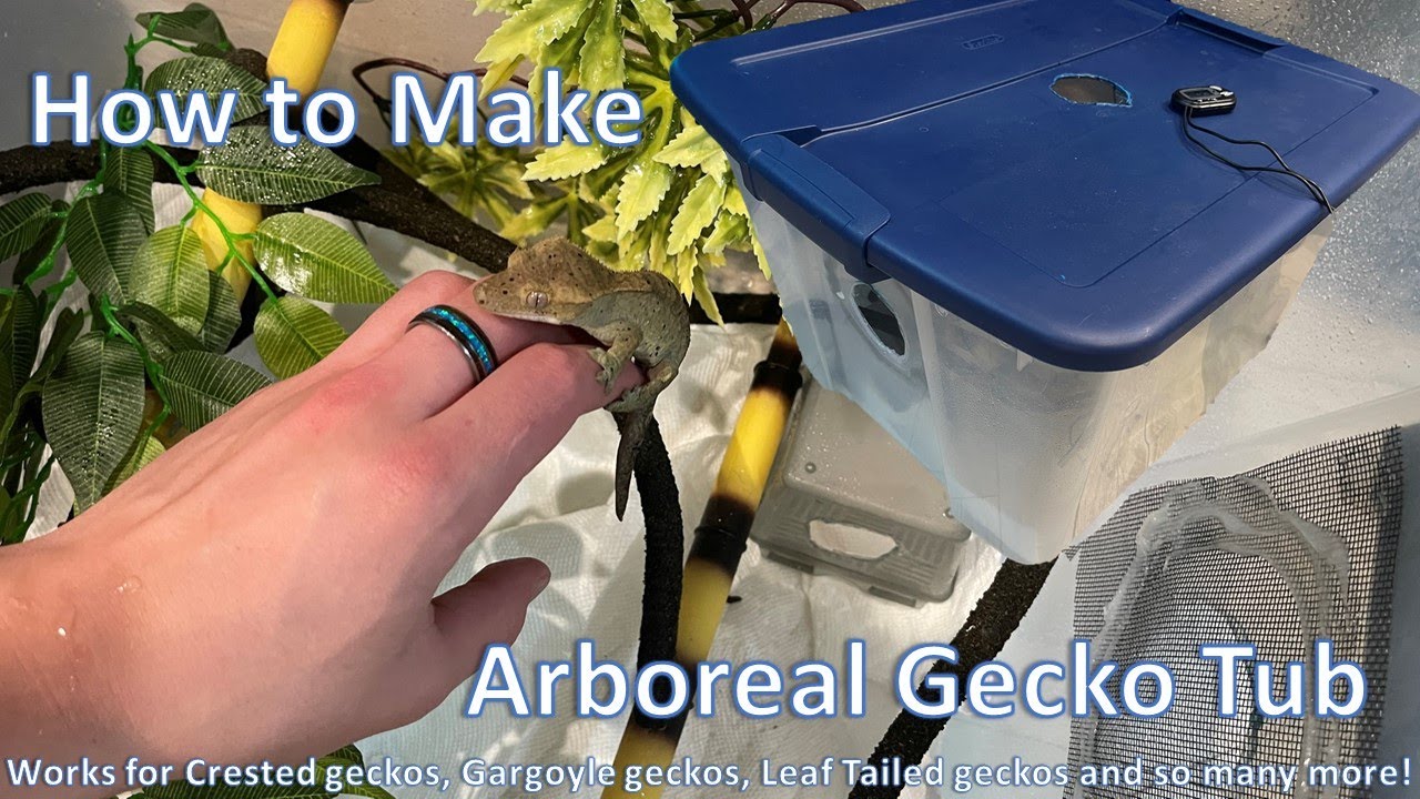 How to Make an Affordable Arborial Gecko Tub | Cheap Gecko Enclosure