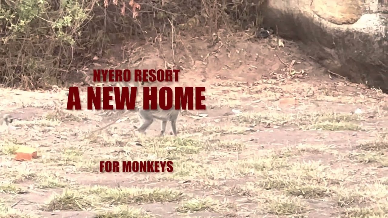 Nyero resort monkeys