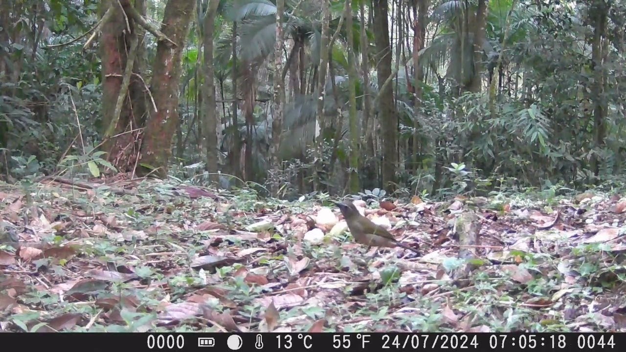 Trinca ferro - Nome cient&iacute;fico Saltator similis. #cameratrap #preserva&ccedil;&atilde;odanatureza #trincaferro