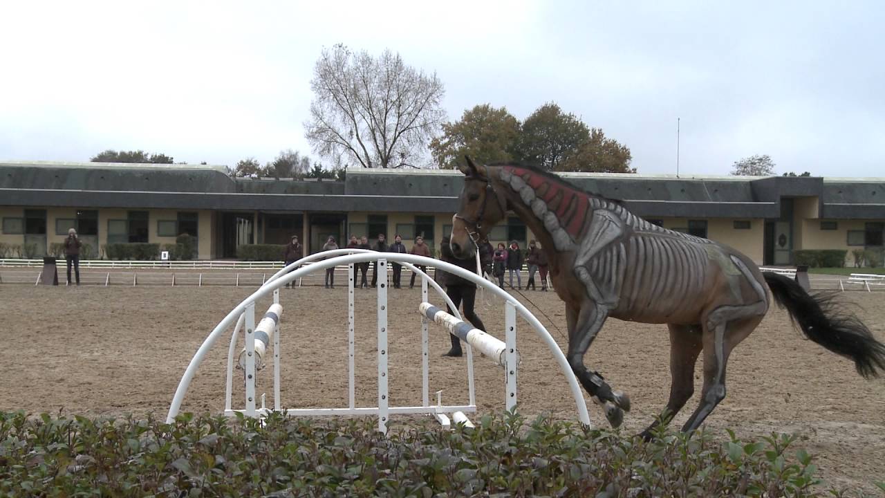 Formation CCS - Ecole nationale d'équitation à Saumur