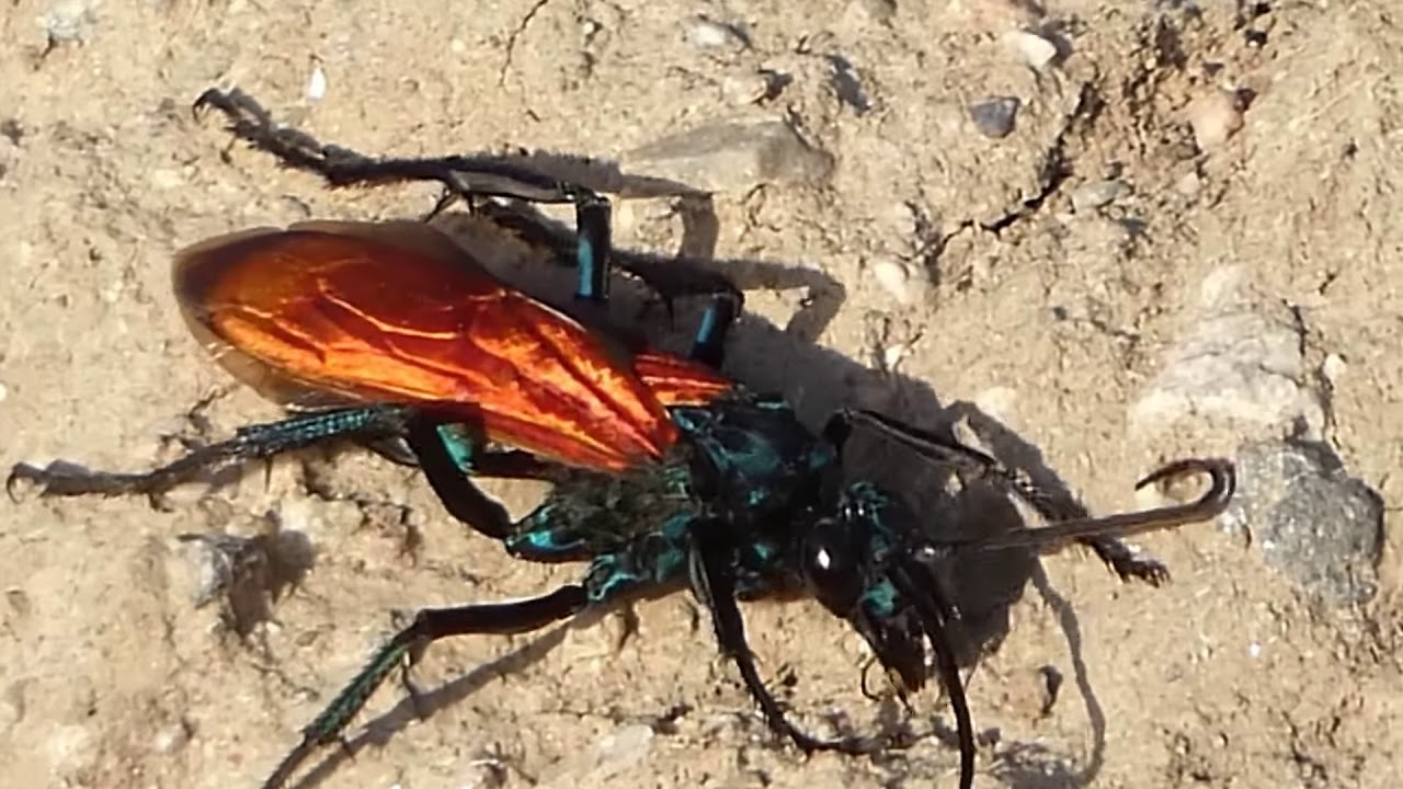 Tarantula Hawk Wasp (Pepsis grossa)