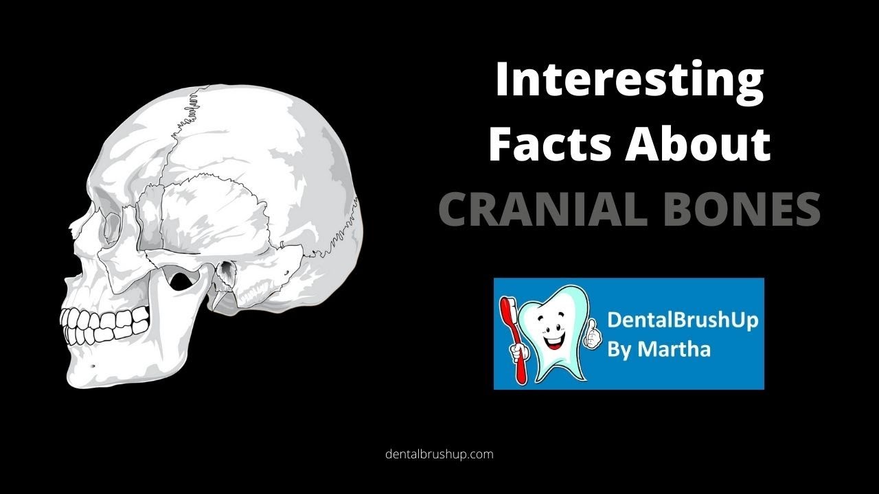 Interesting Facts About Cranial Bones