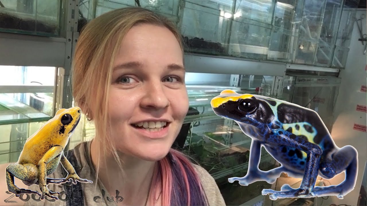 Лягушки ядовитых стрел: как содержать древолаза? Poisonous frogs