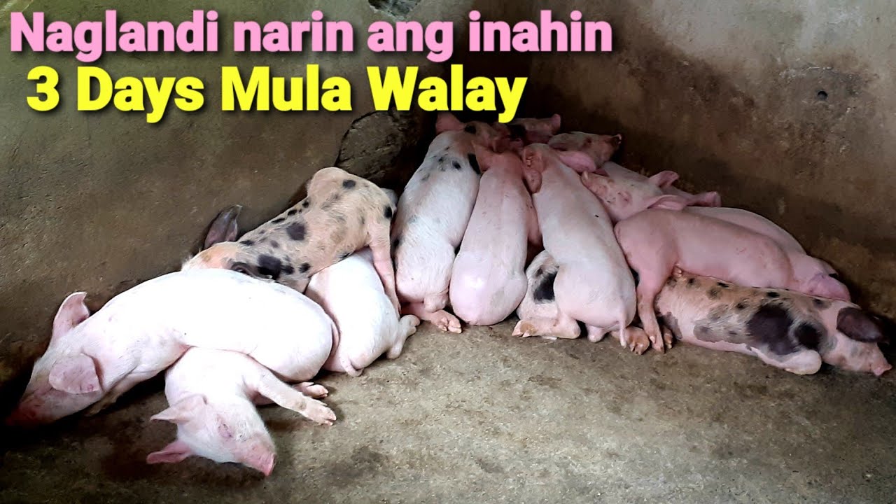 Update sa mga ALAGA 🐷 bagong walay na biik at inahin