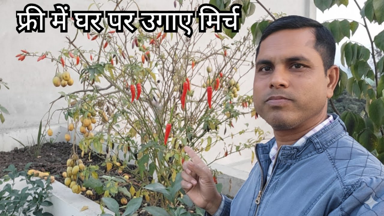 How To Grow Chilli Easily 