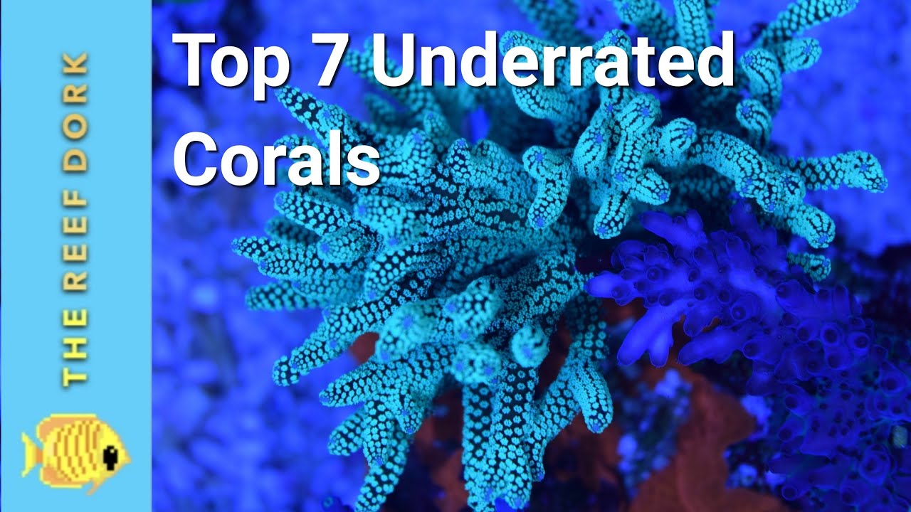 Top 7 Easy (ish) Underrated Corals