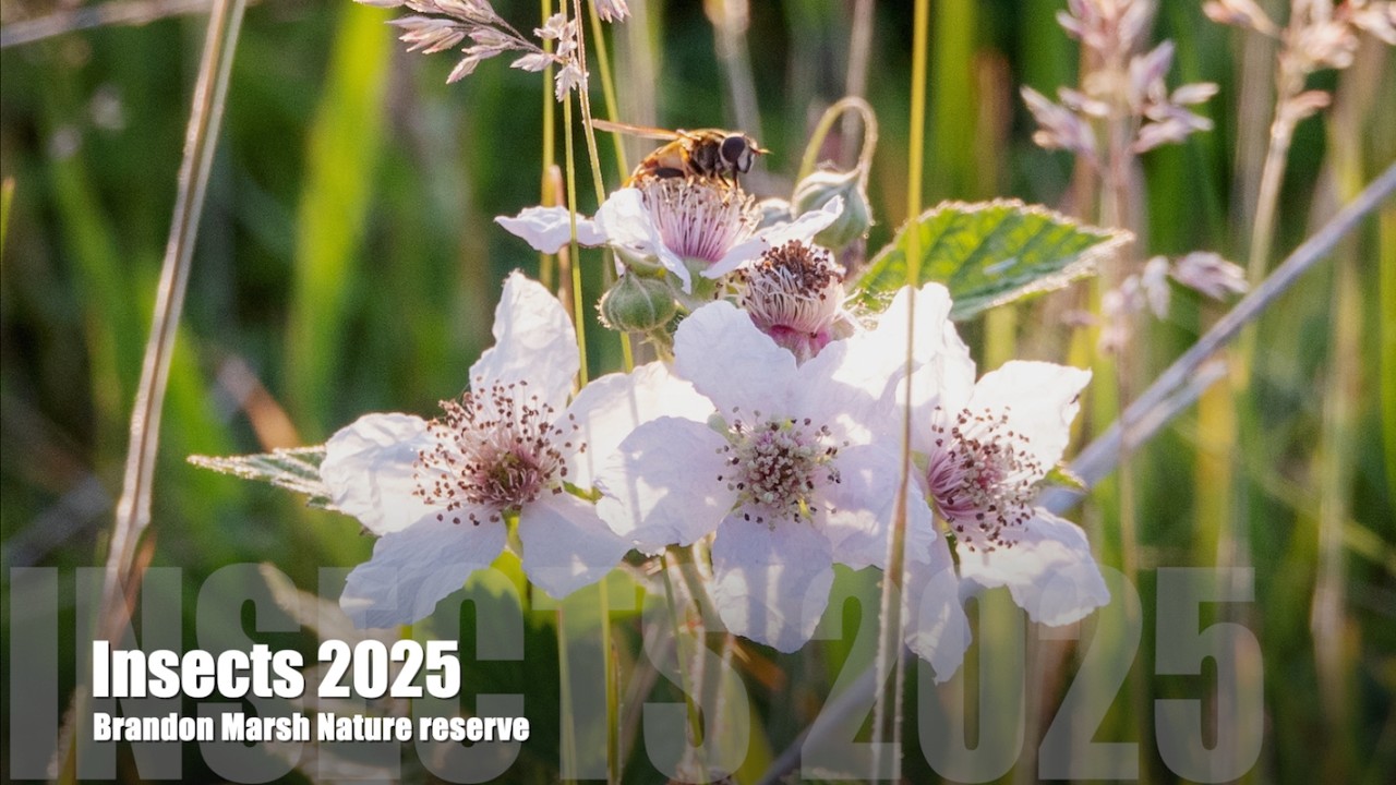 Insects 2025