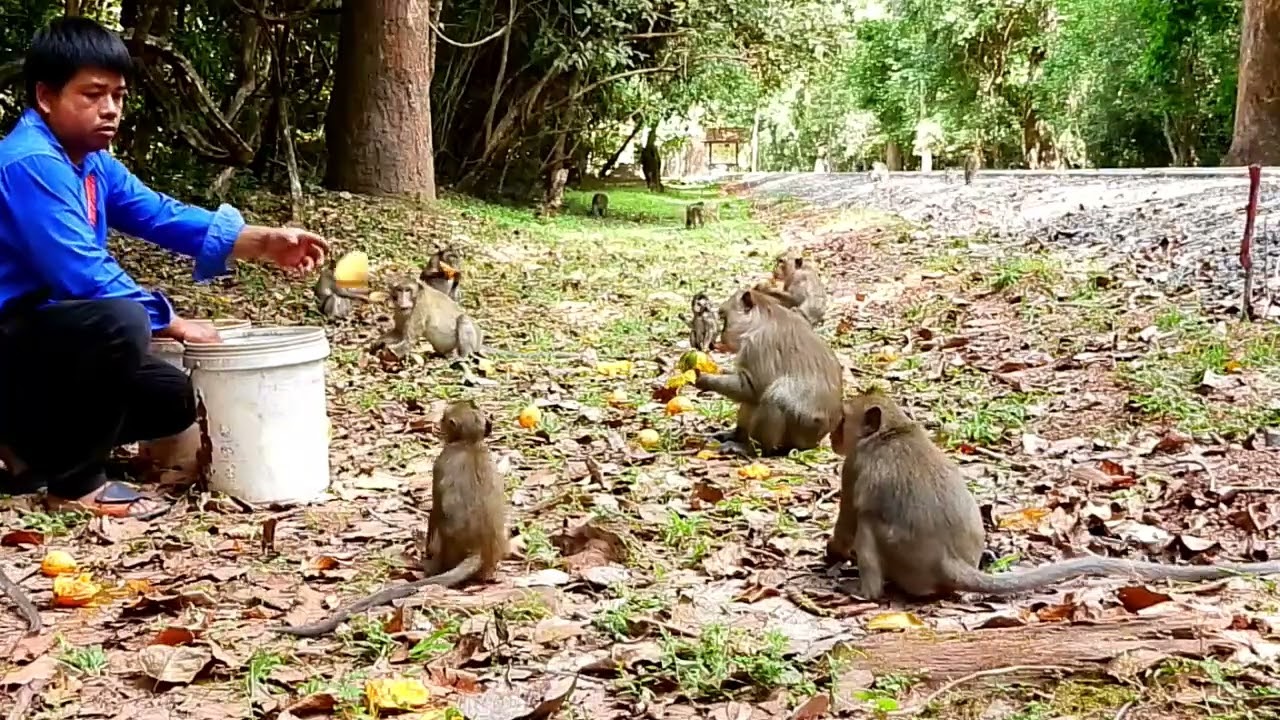 All monkeys are Khmer  We need to feed them because this is the fruitless season #monkey grab #anima