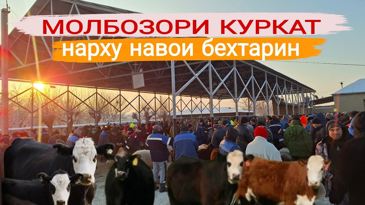 🤷‍♂️🙆‍♂️НАВОРИ НАВ МОЛБОЗОРИ КУРКАТ НАРХУ НАВОИ ИМРУЗА ХАМАРО ХАЙРОН КАРД 23.01.26г