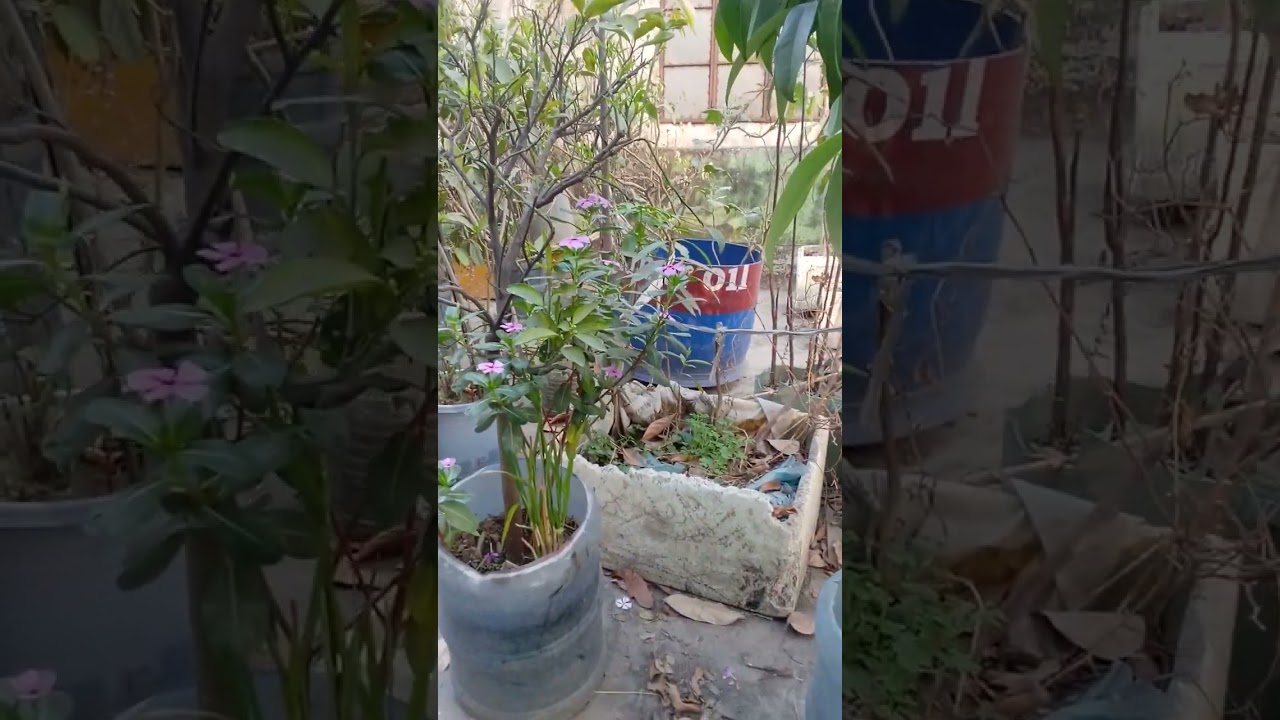 দয়াল ভান্ডারী