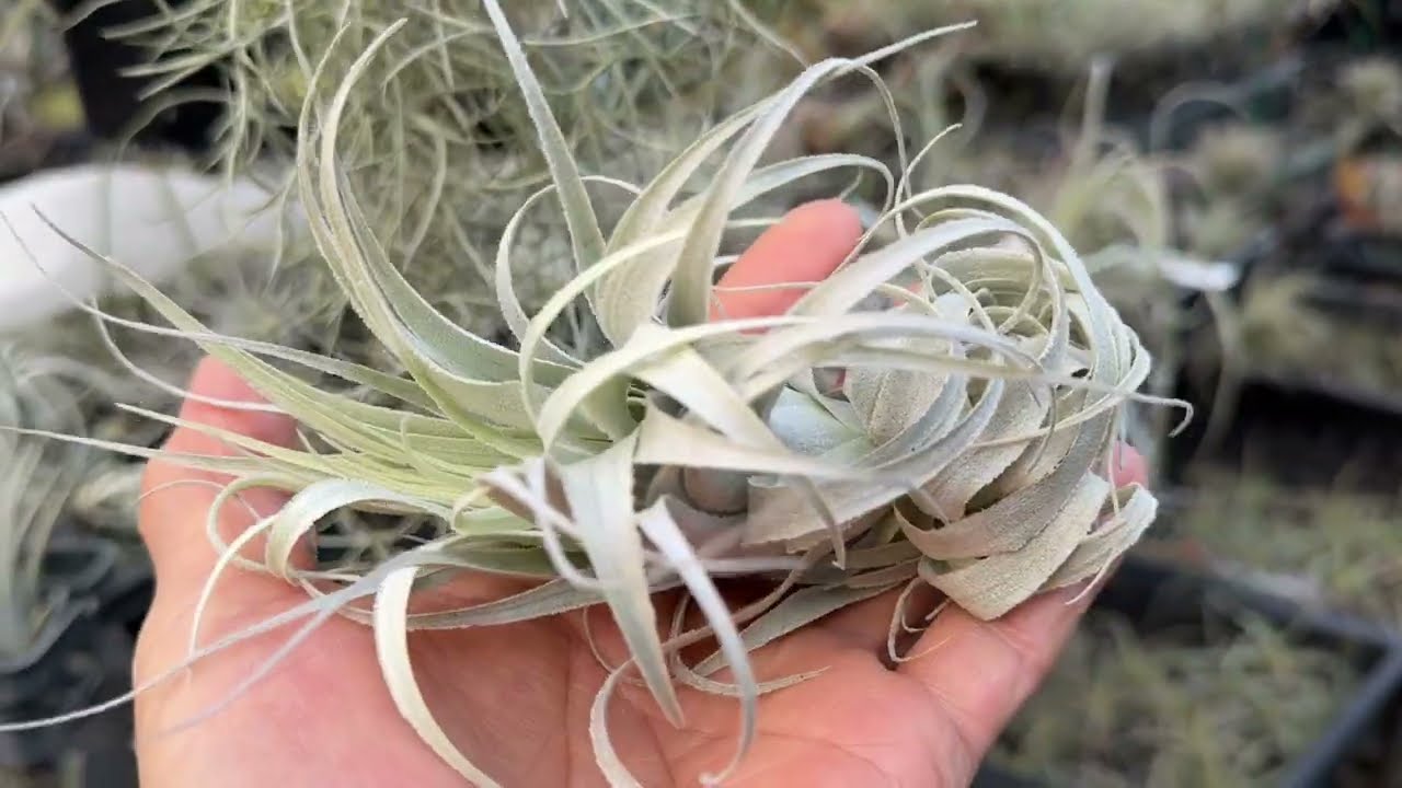 チランジア チャペウエンシス チュリフォルミス Tillandsia chapeuensis var. turriformis ＠フラワーショップ江口鹿児島県出水市＊エアプランツ専門店・ティランジア
