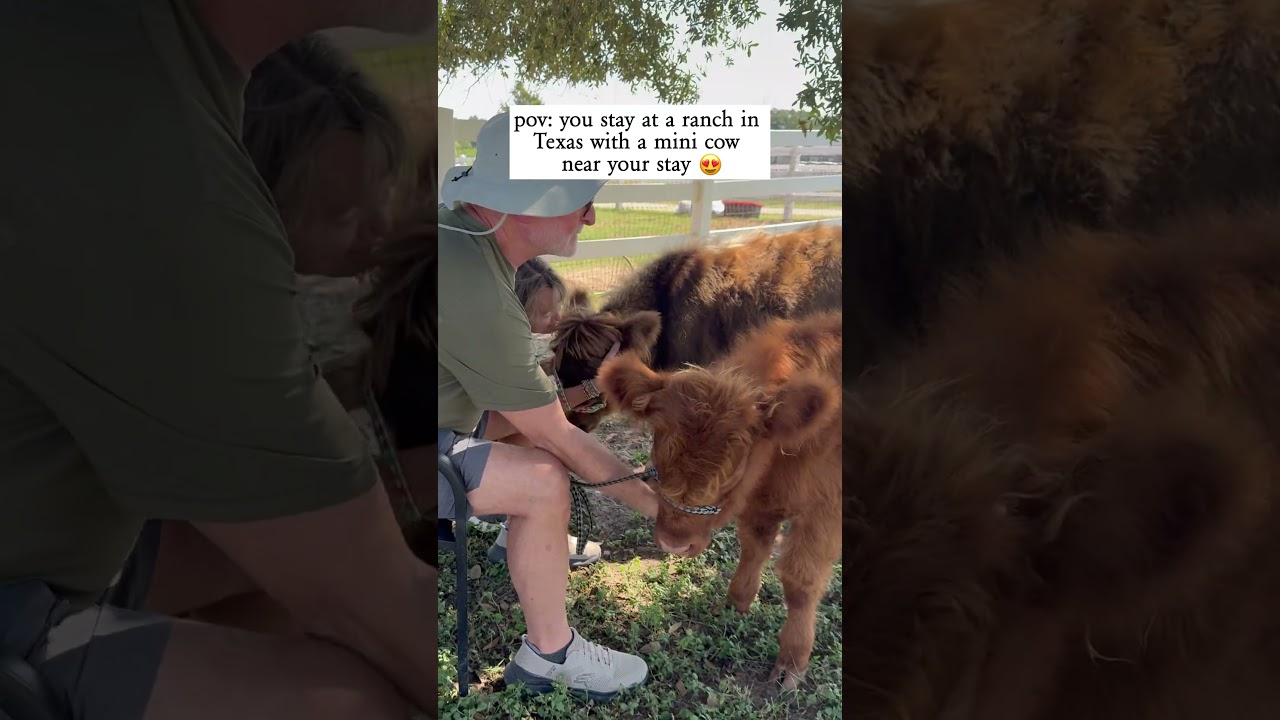 pov: you stay at a ranch in Texas with a mini cow near your stay 😍