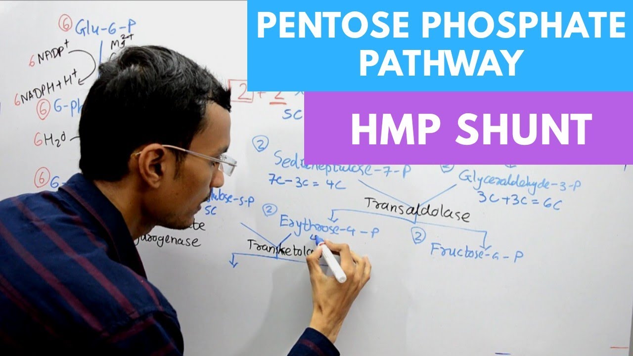 Pentose Phosphate Pathway | Hexose Monophosphate Shunt