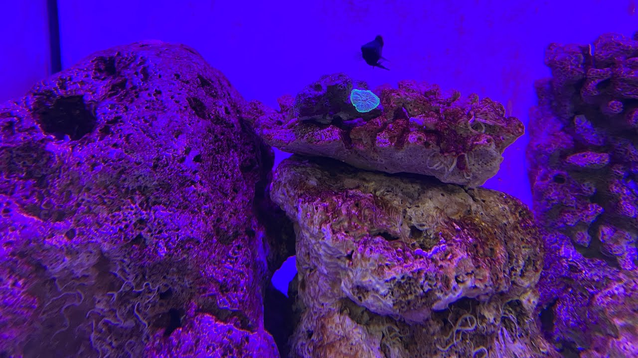 How Do I Start a Saltwater Aquarium? Saltwater Aquariums & Reef Tanks #aquariumshopdinajpur #Bangla