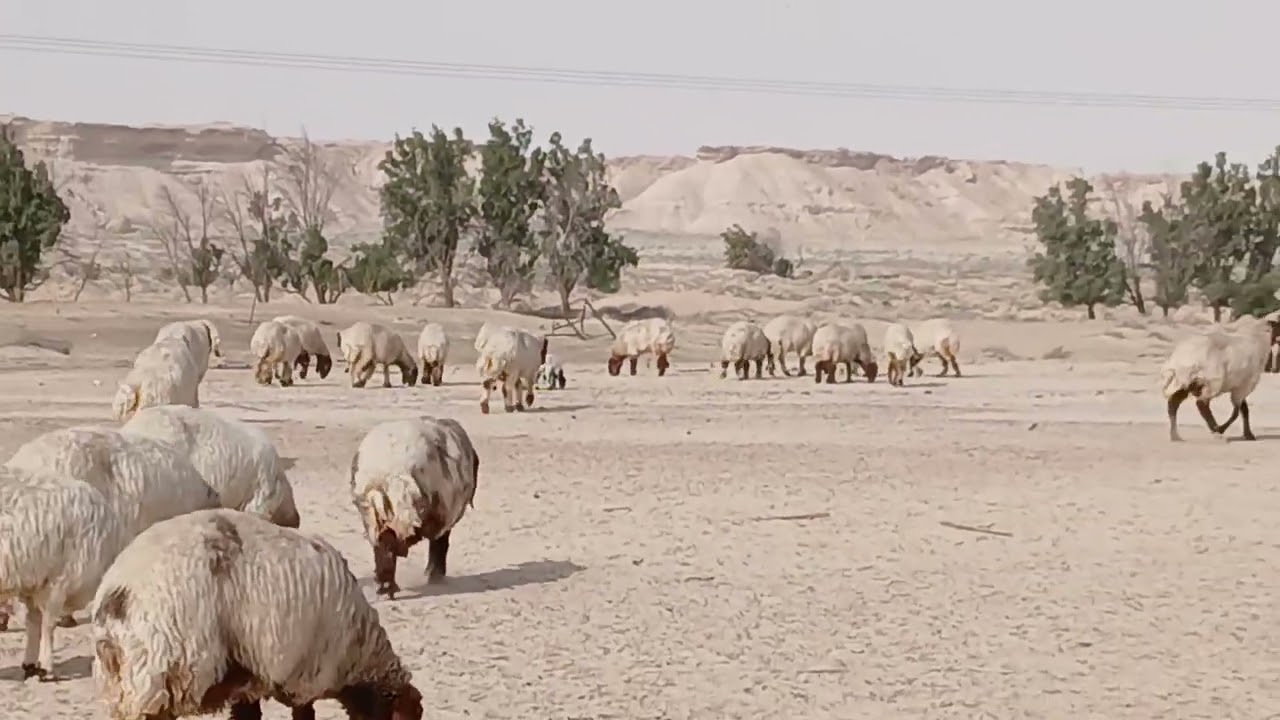 بے درد ذندگی پردیسی