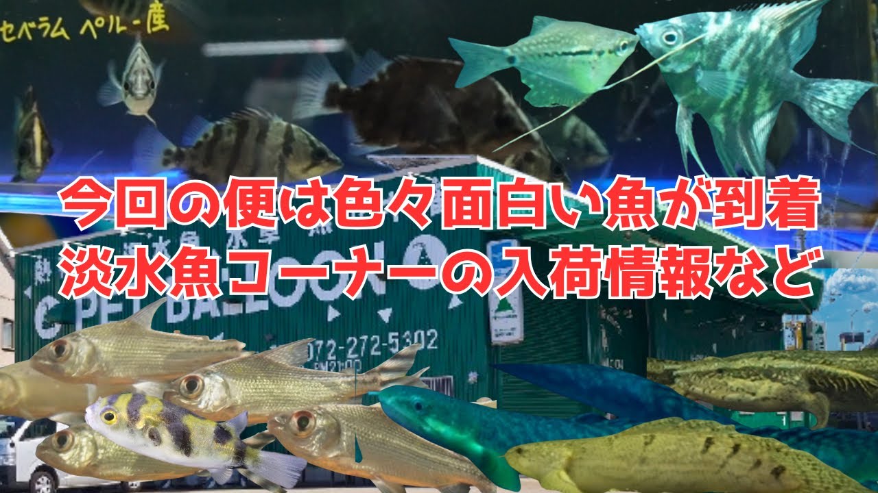 関西最大級のアクアリウムショップで人気の熱帯魚が勢揃い！！アバターマーブルエンゼルやアジアアロワナ、メニーバタイガー、南米淡水フグ、ポリプ ビューティコファリー、デルヘッジショートバンドレスなど大集合