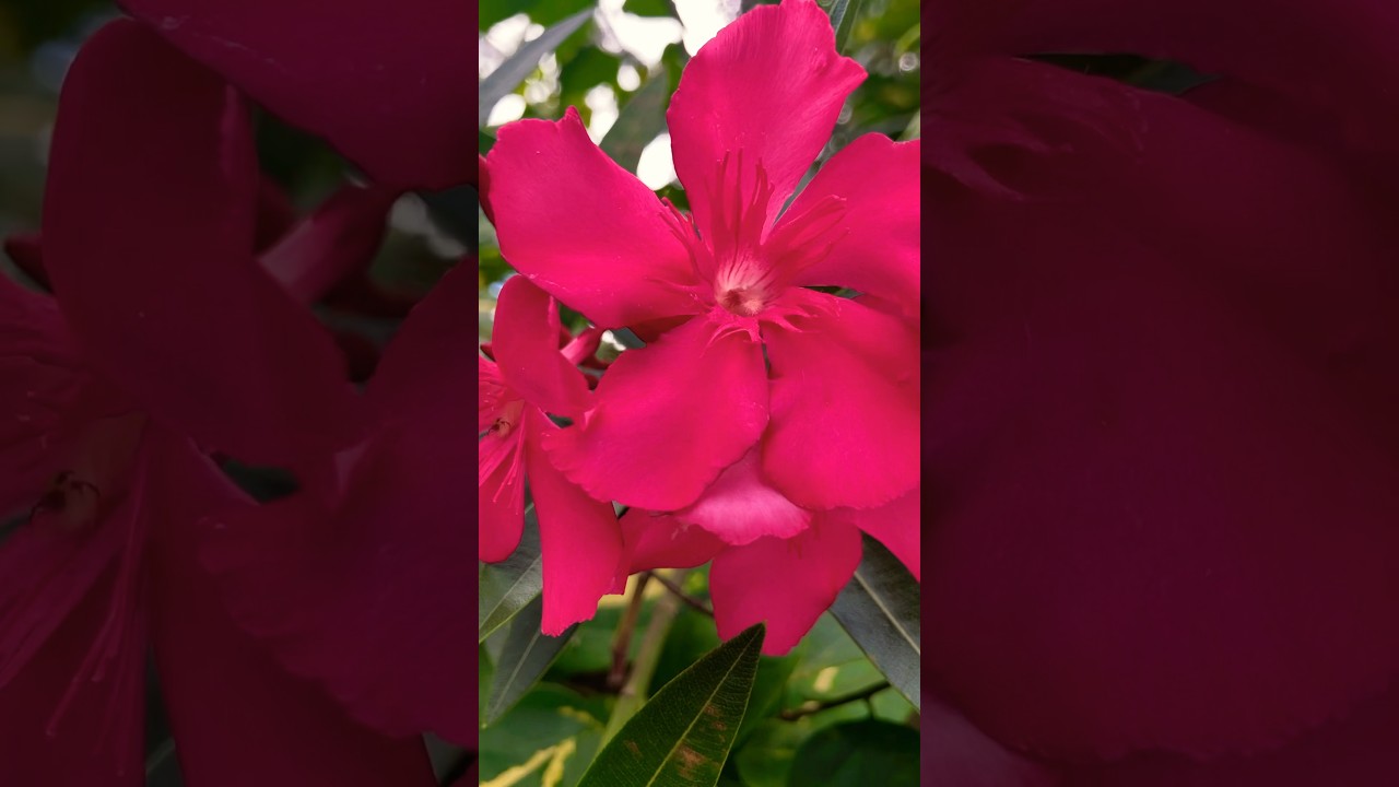 Kaneru (Oleander flower)