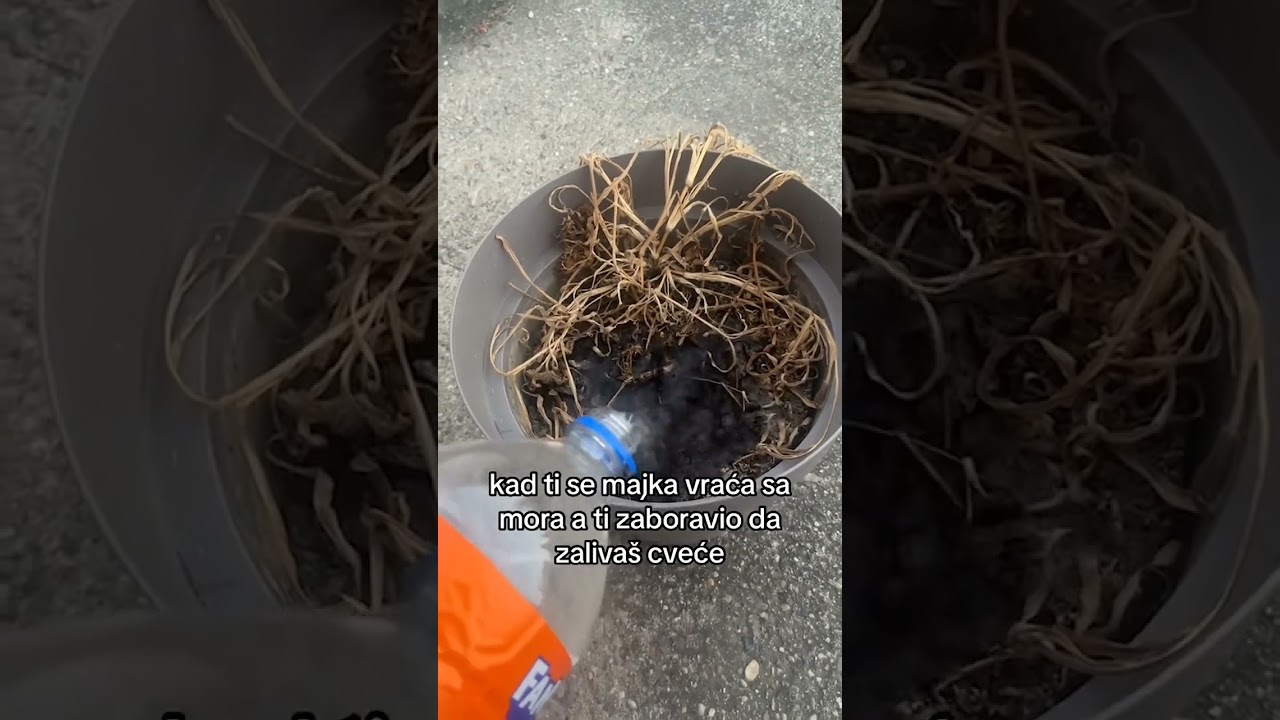 🤣🤣🤣#shorts #viral #short #tiktok #balkan #cvece #smesno #smesniklipovi #funny
