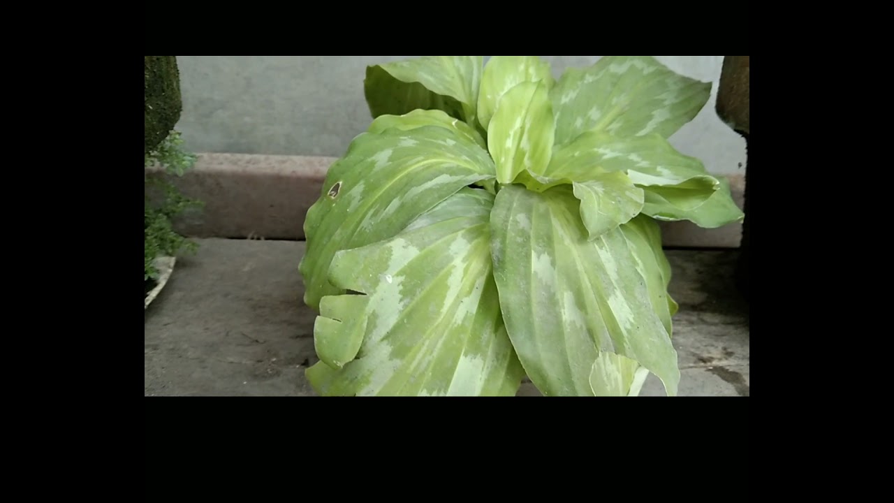 dusol a surgeon herbal plant.