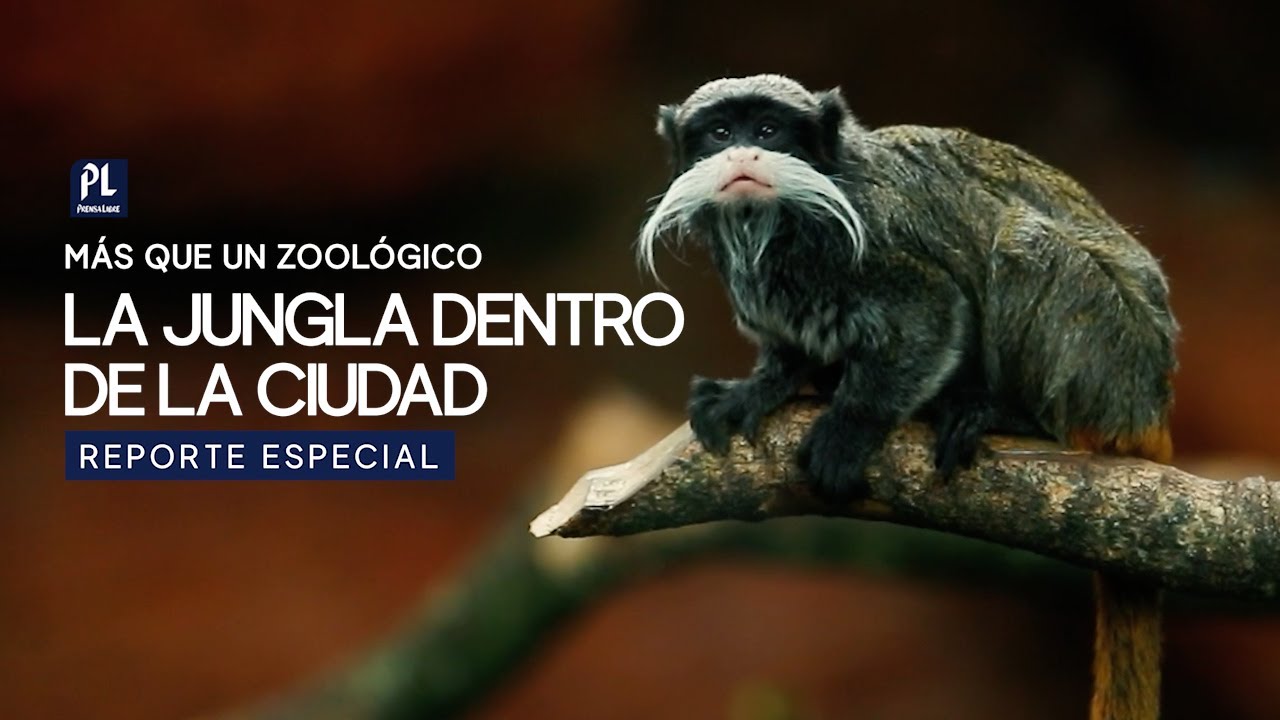 El Zoológico La Aurora: el pulmón verde que resiste entre el concreto de la Ciudad de Guatemala