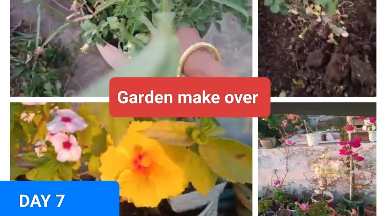 गार्डन मेक ओवर का आज 7 वा दिन//Garden makeover 7 Day @pyara_57_garden 