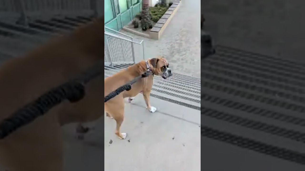 OsideVibez🐐 is live!