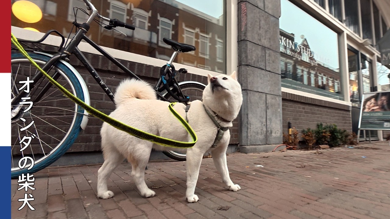 柴犬柿丸  何度も飼い主を確認する柴犬｜オランダ散歩・環境音