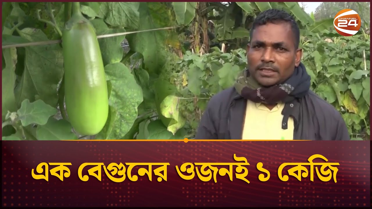 এক বেগুনের ওজনই এক কেজি, পরীক্ষামূলকভাবে এই বেগুন চাষে কৃষকের সাফল্য | Brinjal Farming | Channel 24