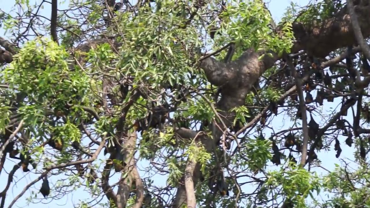 Episode 017: Amazing Bats Nesting and Breeding Tree