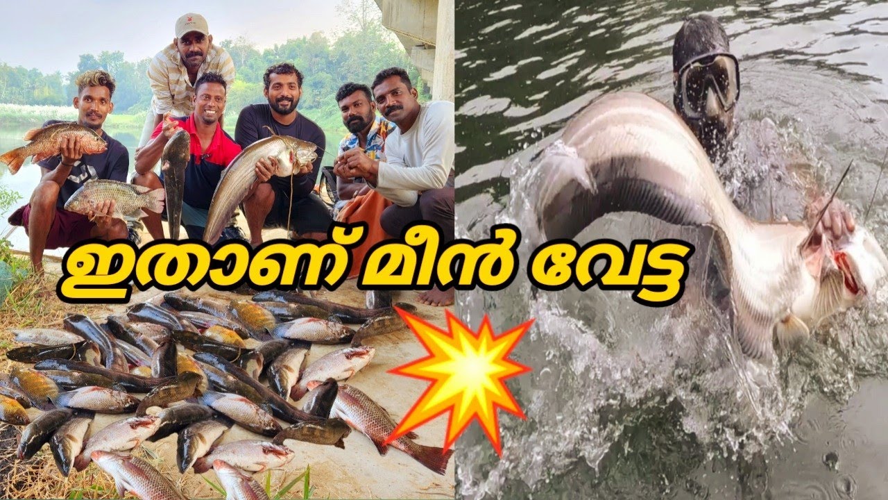 പമ്പയാറ്റിൽ  മീനുകളുടെ ചാകര..