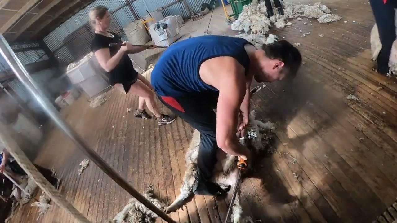 Max Shearing at Cameron Grants! New RECORD Pattern!!