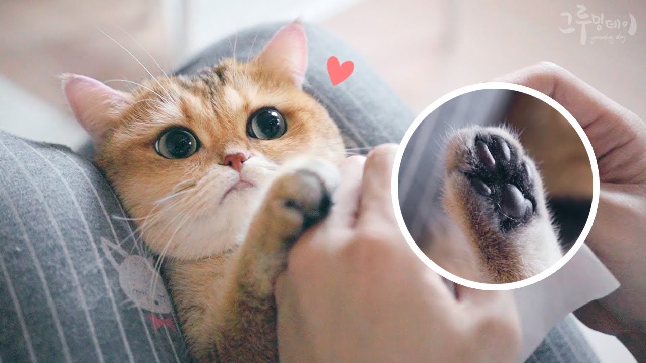 너무 귀여운 고양이 젤리 케어 시간