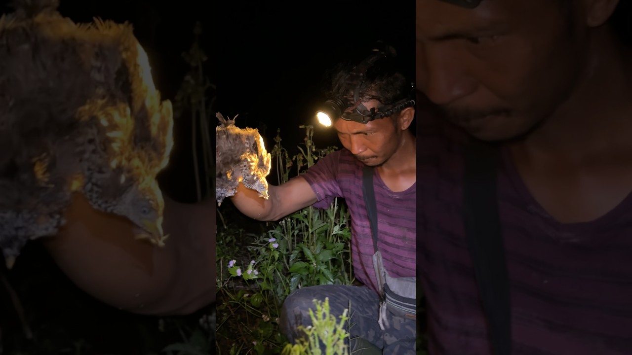 Berburu malam kembali 