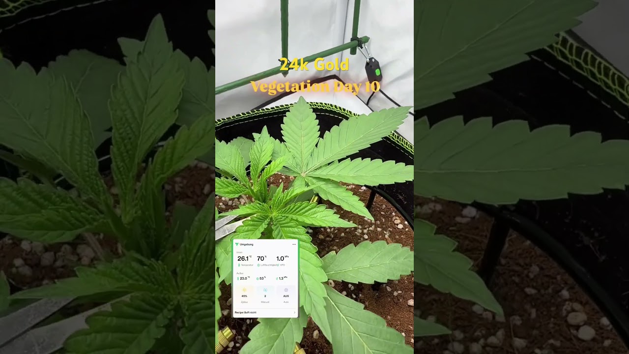 #vgrow #vivosun #homegrow #homegrown #indoorplants #indoorgardening #hydroponics #growdiary