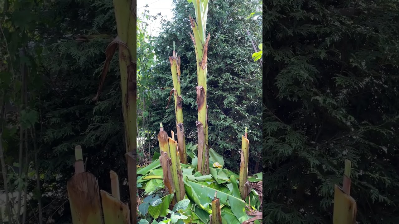 Cutting down banana trees #banana #garden