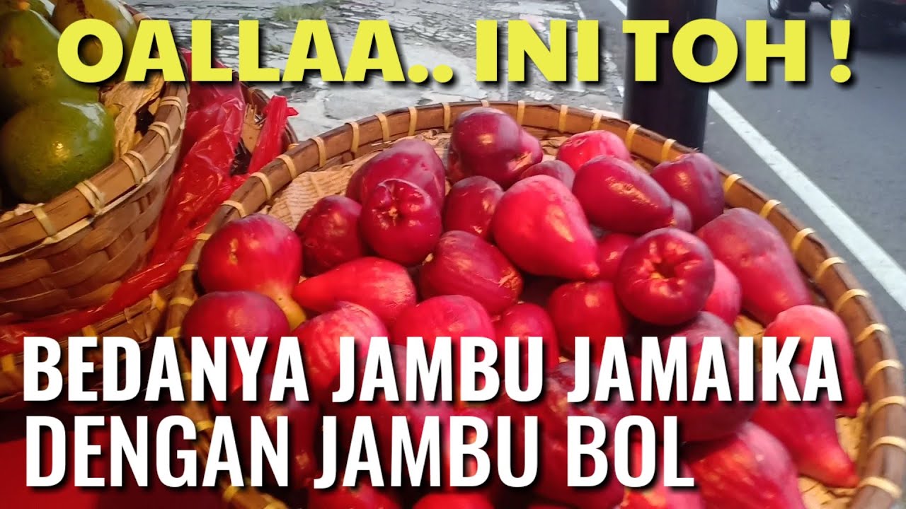 TERNYATA... INI TOH BEDANYA JAMBU JAMAIKA DENGAN JAMBU BOL !