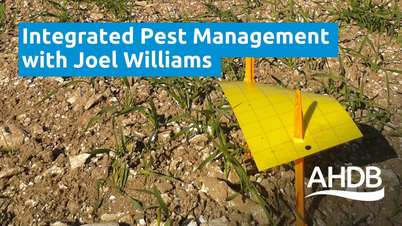 Integrated Pest Management with Joel Williams | AHDB