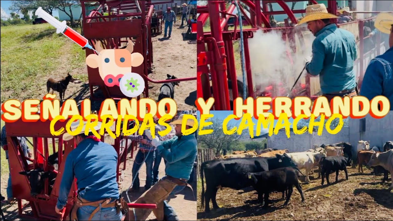TRABAJANO DESDE LA TRAMPA GANADERA🐮🐂TERMINANDO CON LAS CORRIDAS DE CAMACHO 🤠🌵