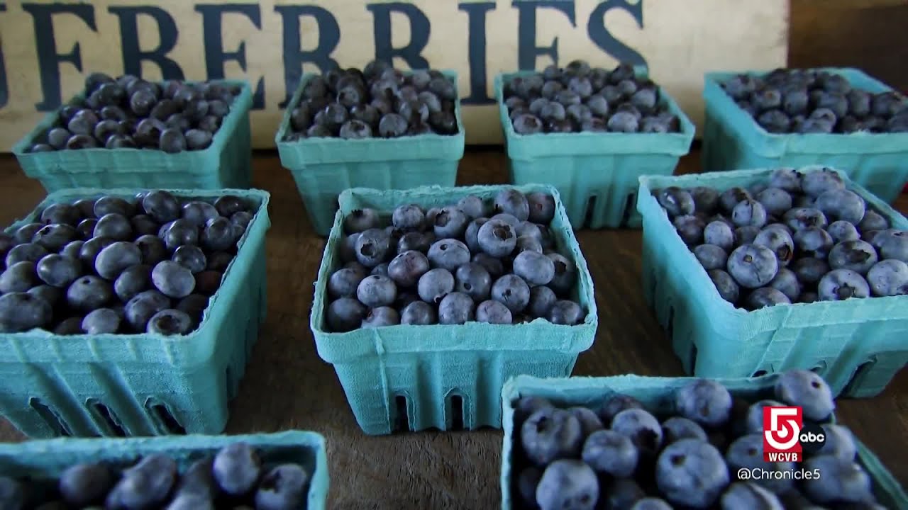 Blueberry season blossoms in coastal Massachusetts