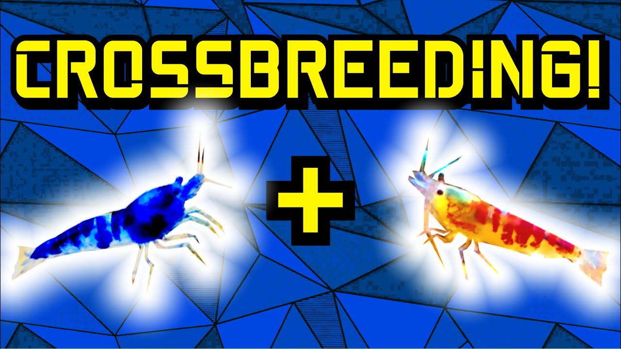 Crossbreeding RED Calceo Shrimp and BLUE Dragonblood Shrimp