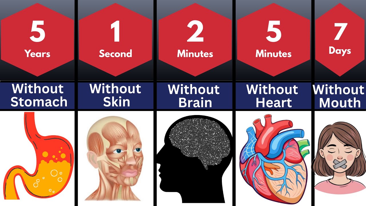 How Long Human Can Survive Without Organs
