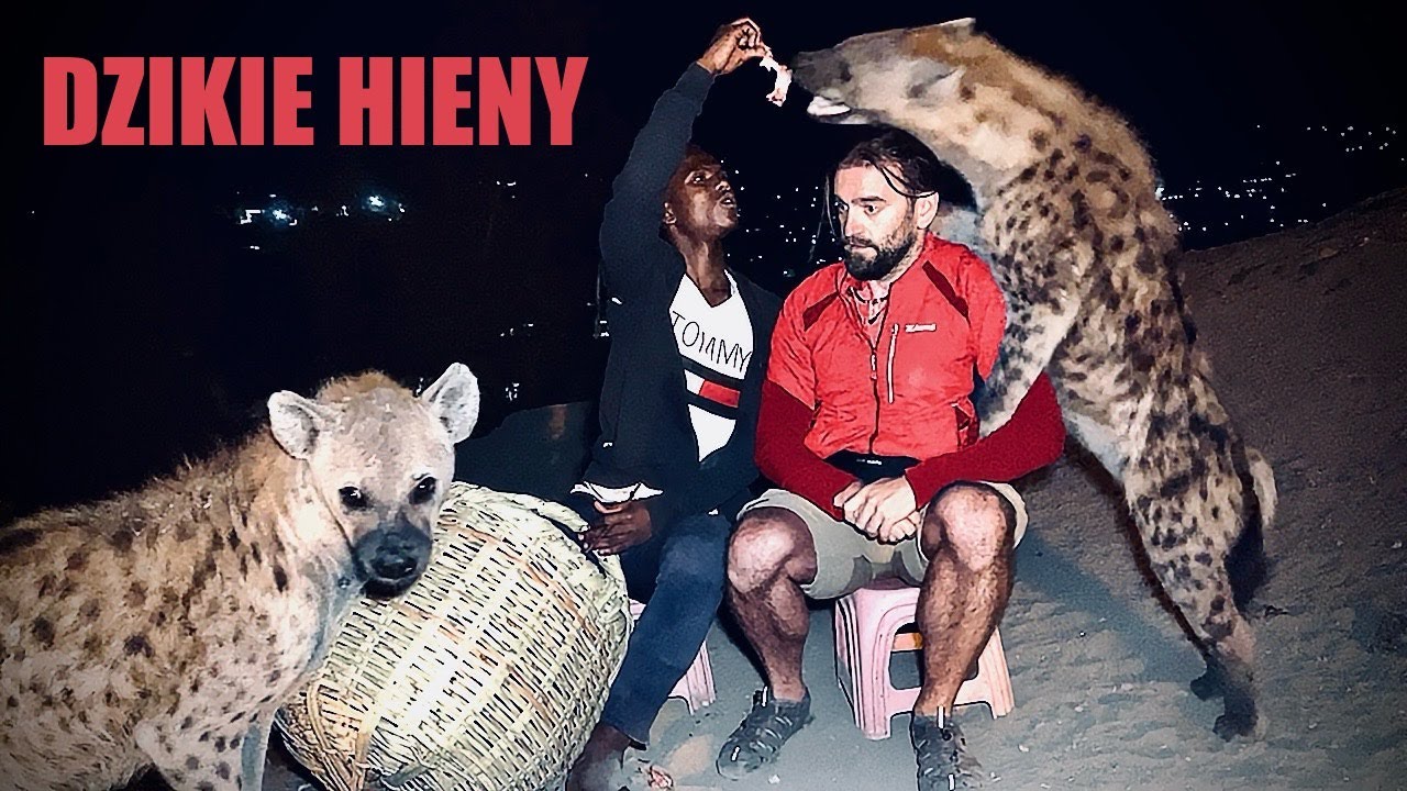 Karmiłem Dzikie Hieny. ‼️ (ETIOPIA)